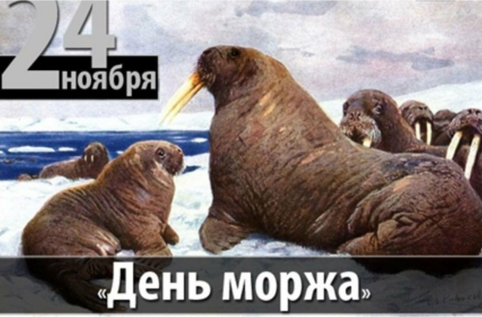 День Моржей