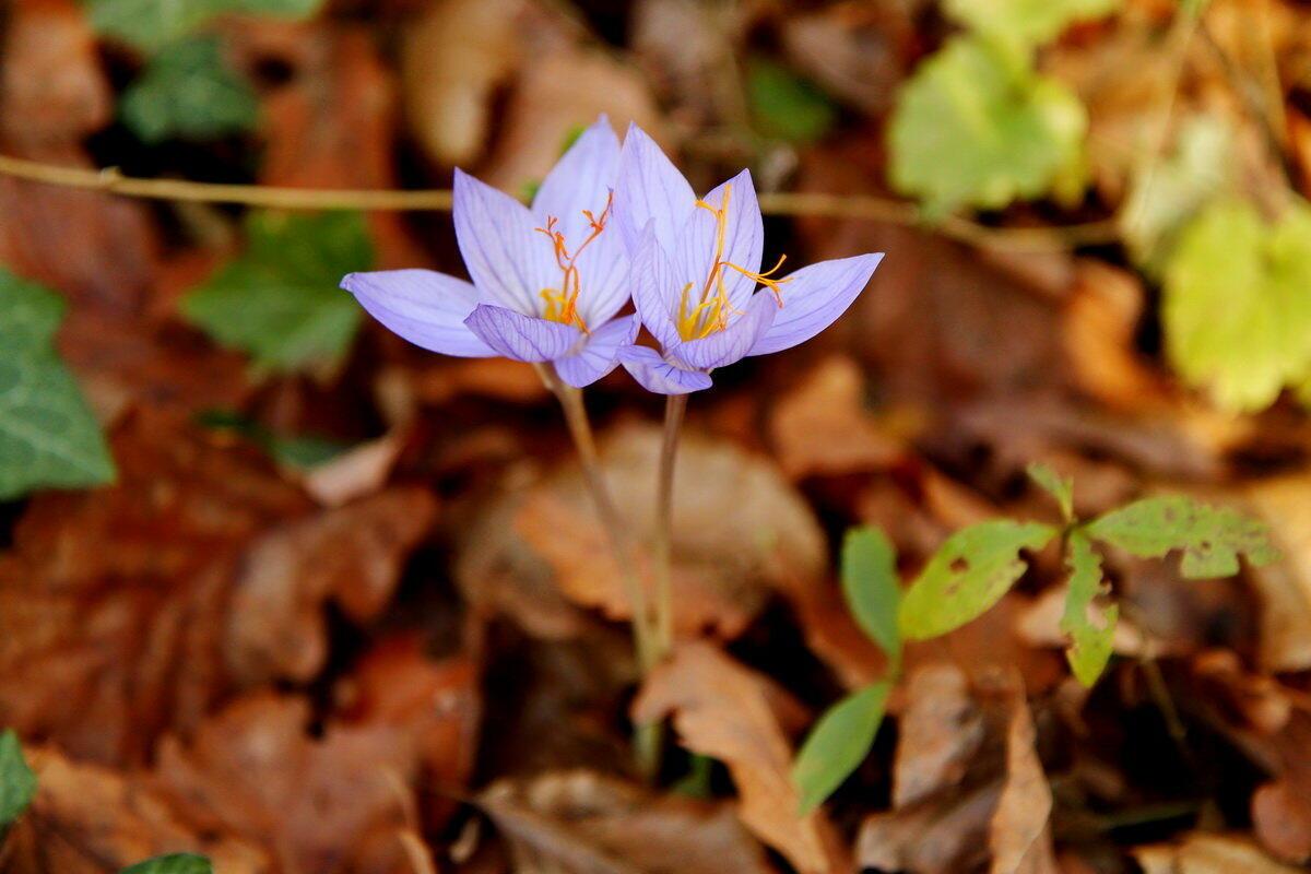 О весне в начале октября