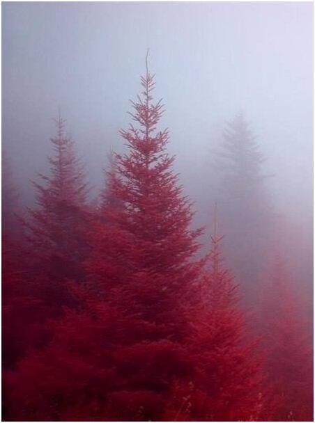 туман переусердствовал