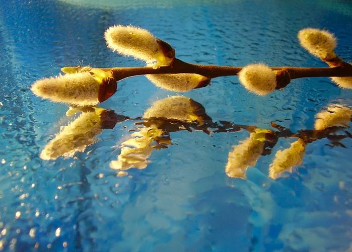 К  ВЕСНЕ НЕ  СМЕЮ  ПРИКОСНУТЬСЯ