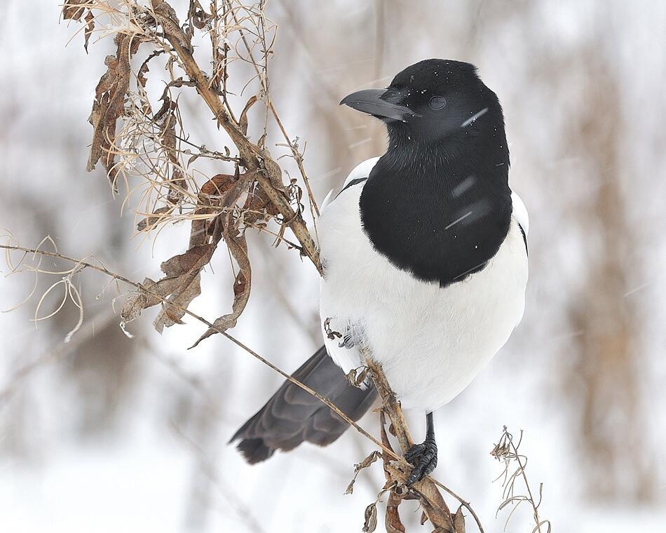 БЕСПОКОЙНАЯ СОРОКА