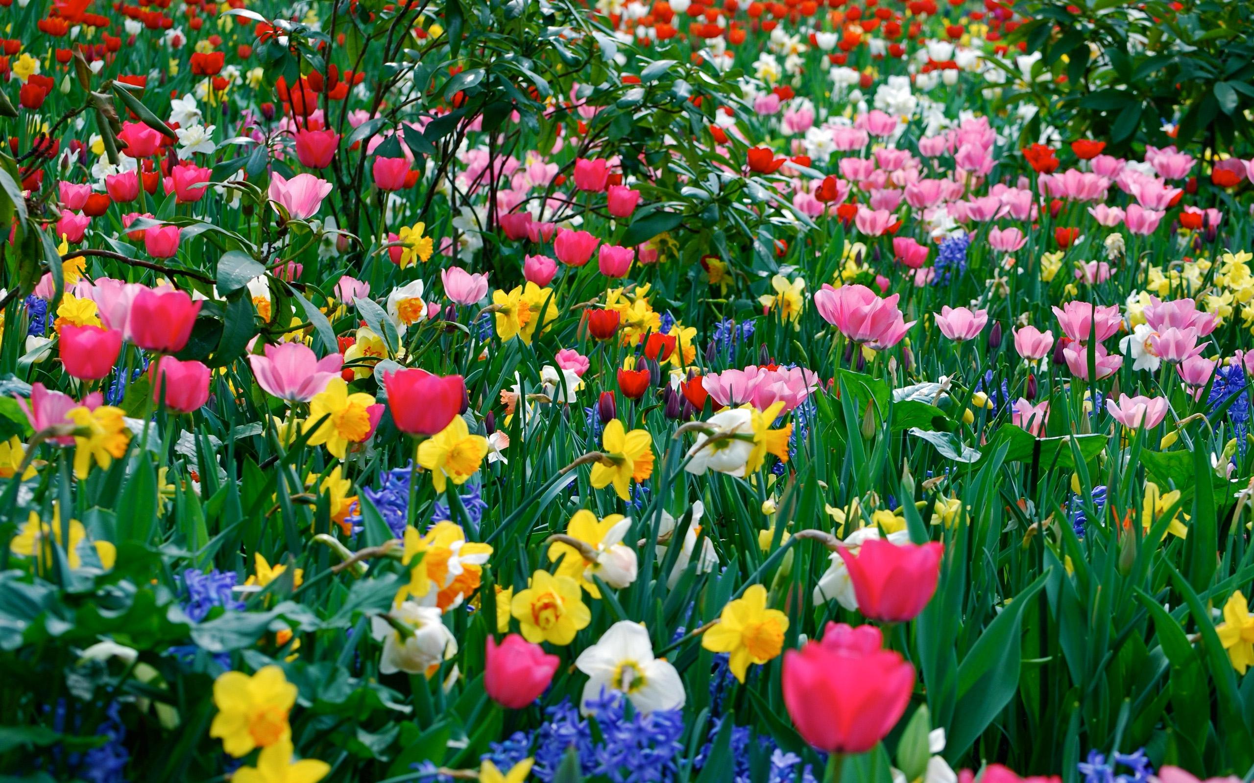 КРАЙ МОЙ ЗЫБЛЕТСЯ ЦВЕТАМИ…