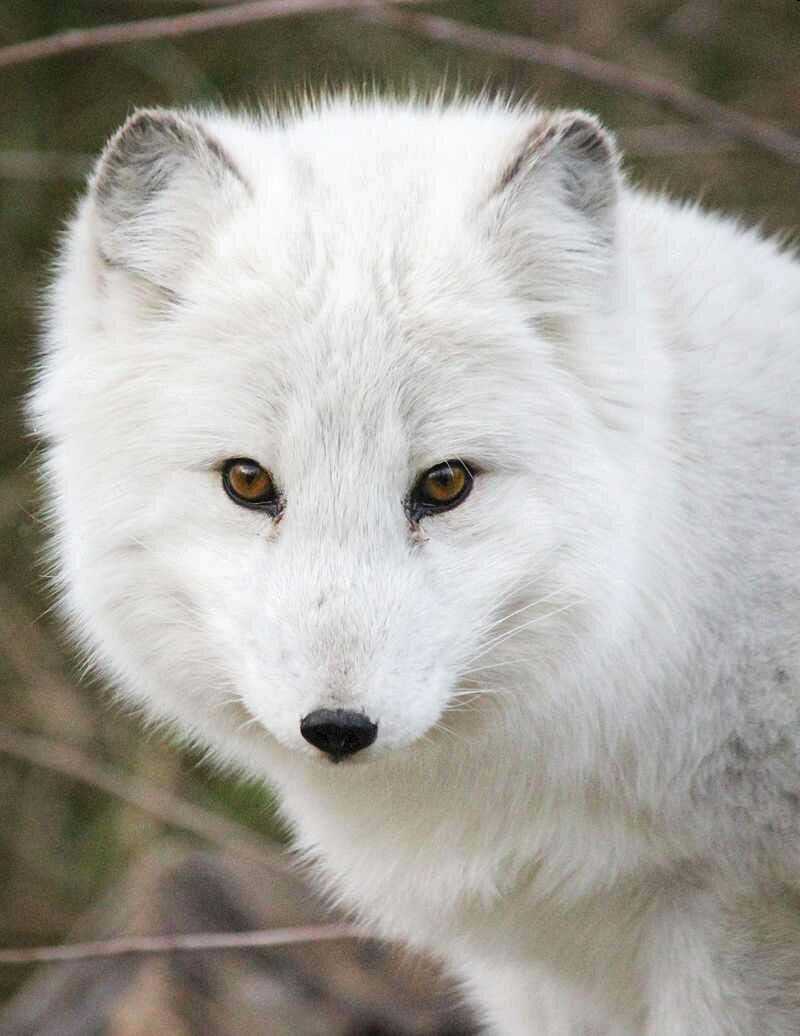 Белый зверек