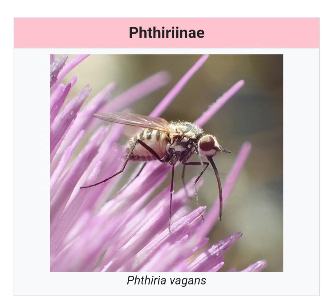 Phthiriinae