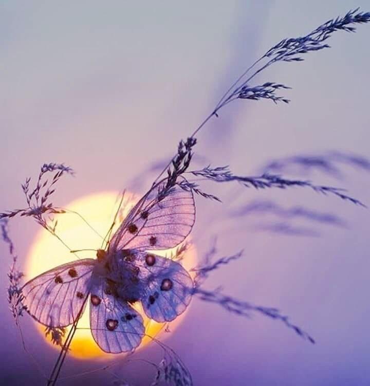 вновь печальный закат догорает,