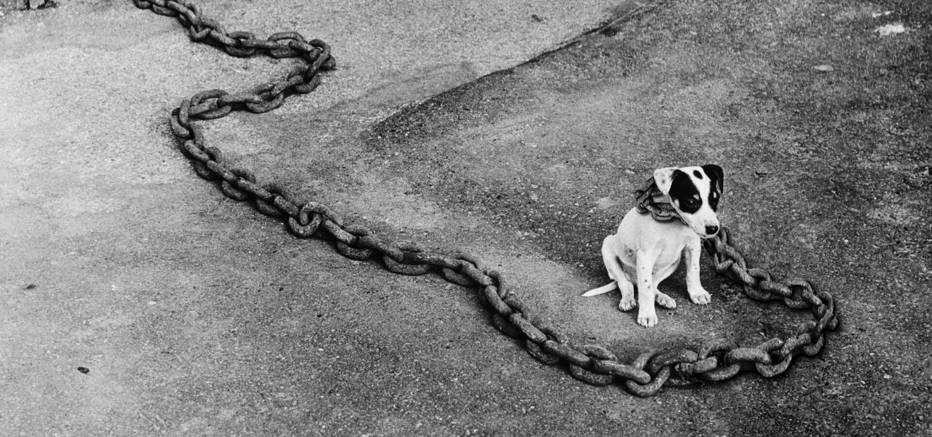 Бежать жалко. Собака на цепи. Пес на цепи. Цепная собака. Щенок на цепи.