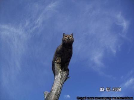 Дайте братцы два крыла - разные коты 86