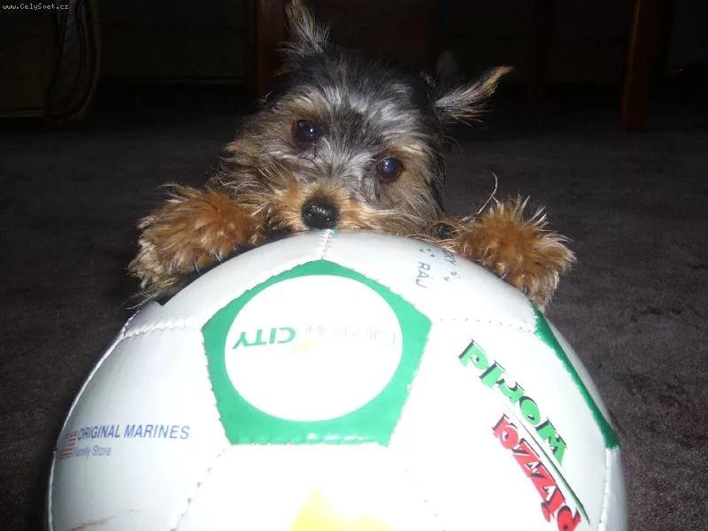 Моя собака - футболист