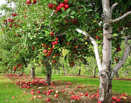 Печален яблоневый сад.