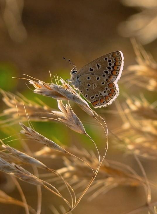 Солнышко упало