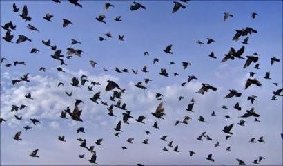 Грачи вернулись