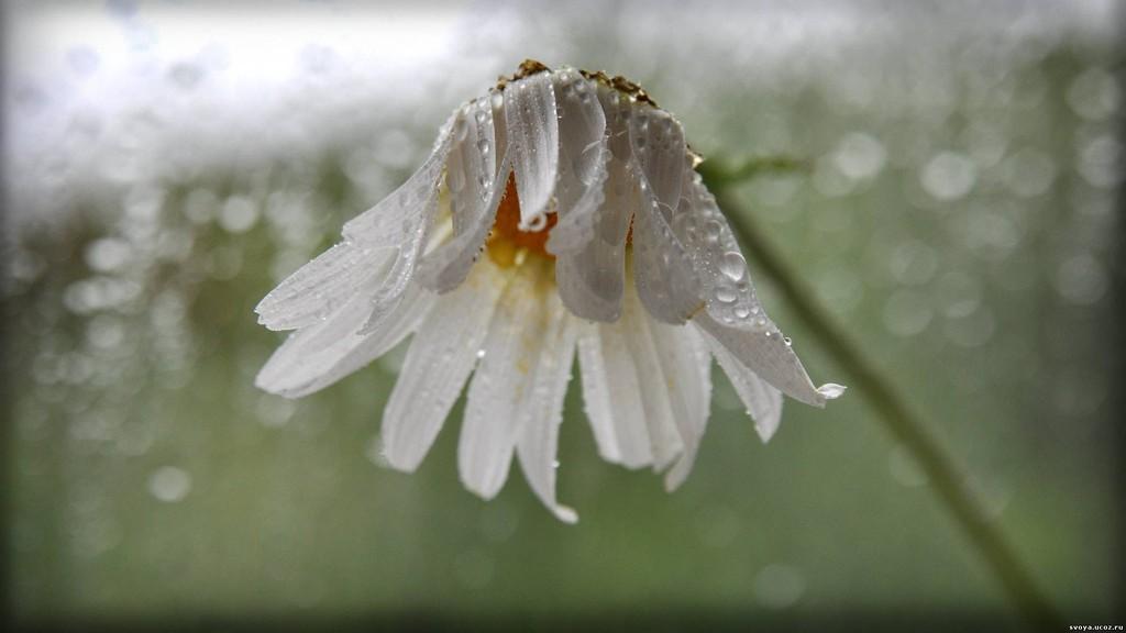 Когда умирают цветы