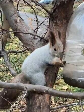 Встреча с белкой.