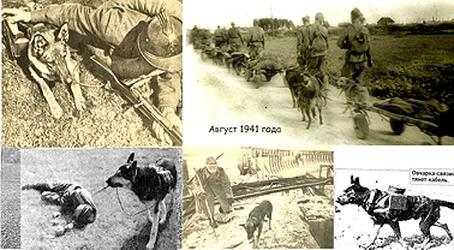 Я, собака-санитар