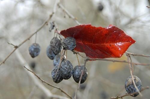 Подари мне один выходной!