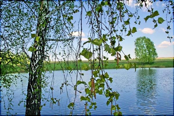 Снегом отбелила платьице березка