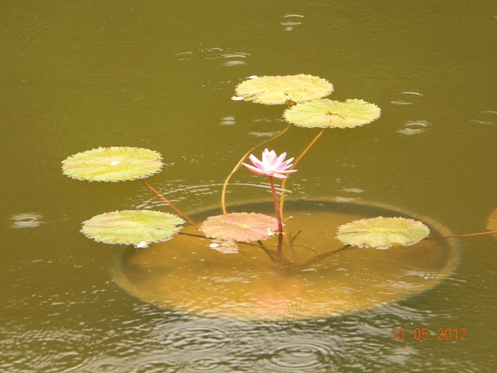 Неземной розовой птицей...