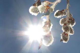 Весенний свет неизмерим...