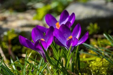 ВЕСНЕ НАВСТРЕЧУ