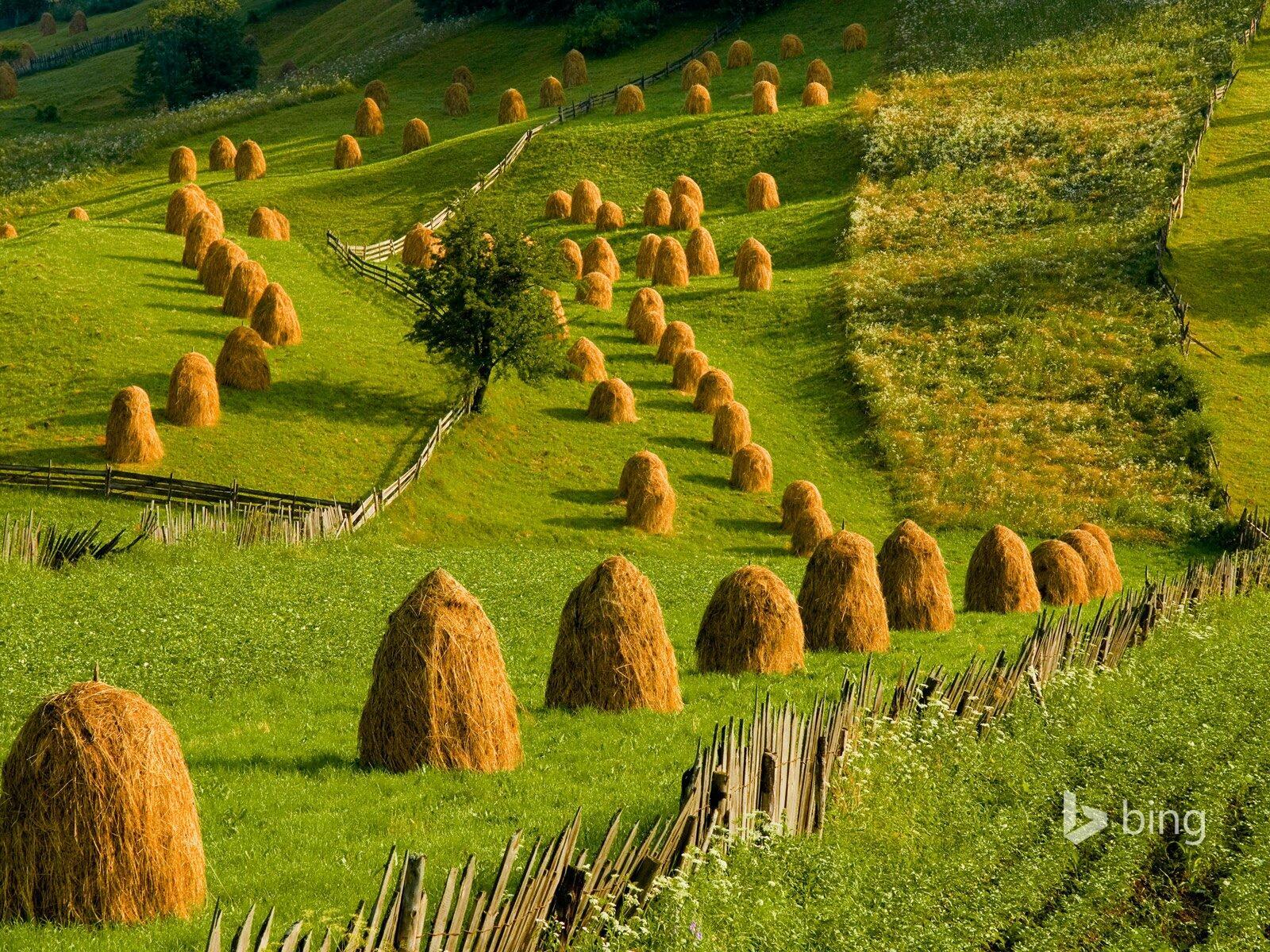 СТОГАМ ПРИКАЗАНО СТОЯТЬ