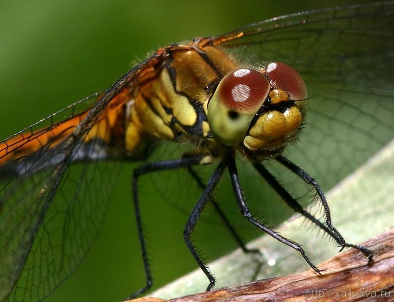 Наблюдение