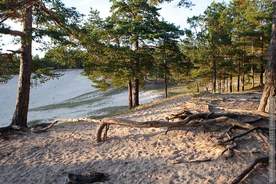 Зелёный Бор в лучах пылает.