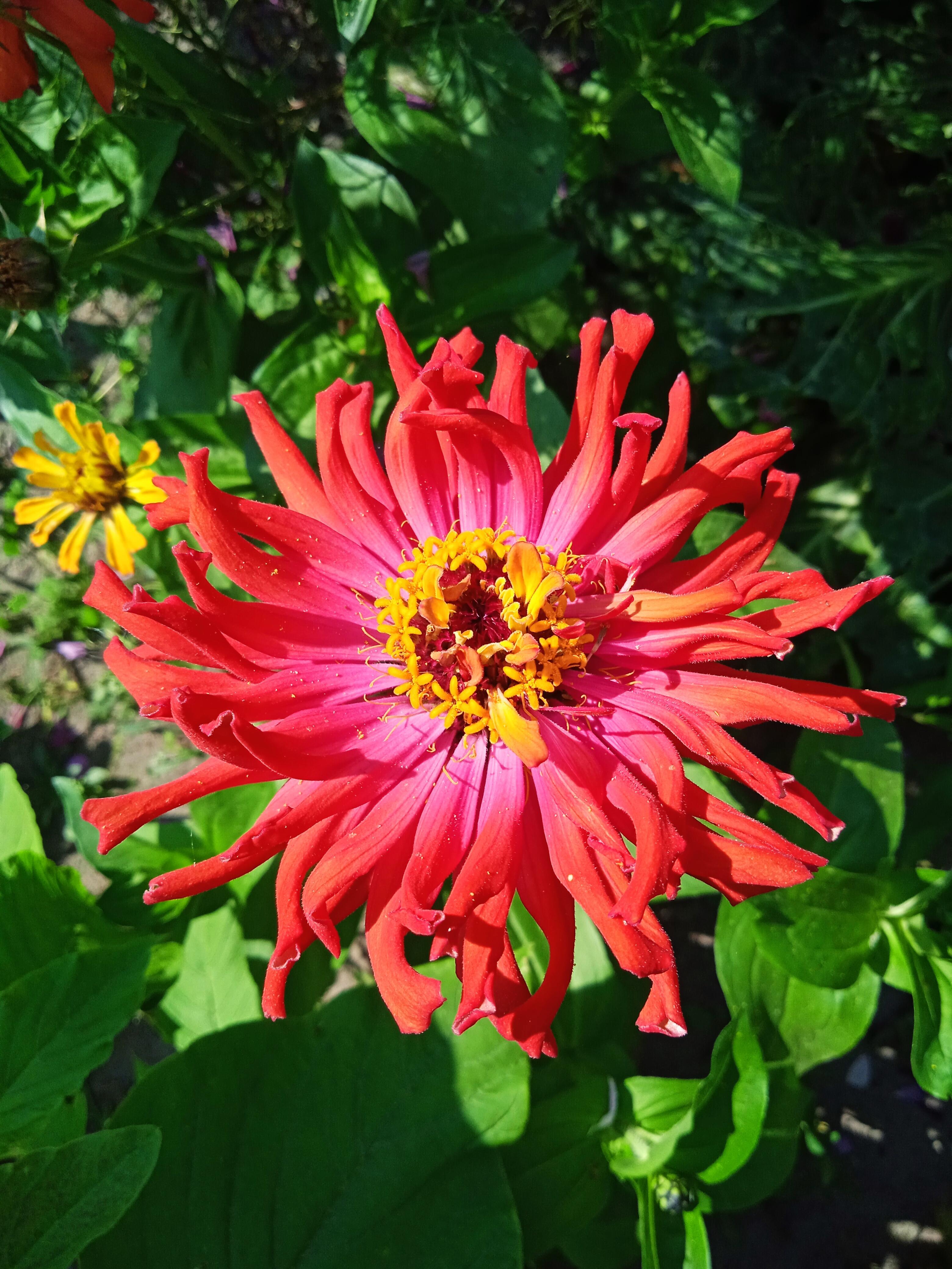 Лето красное