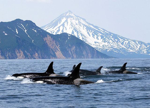 Касатки...ассоциация на фото.