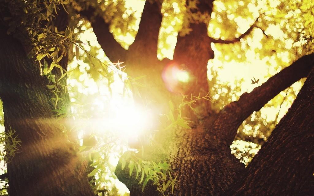 солнце небо дерево ветки без смс