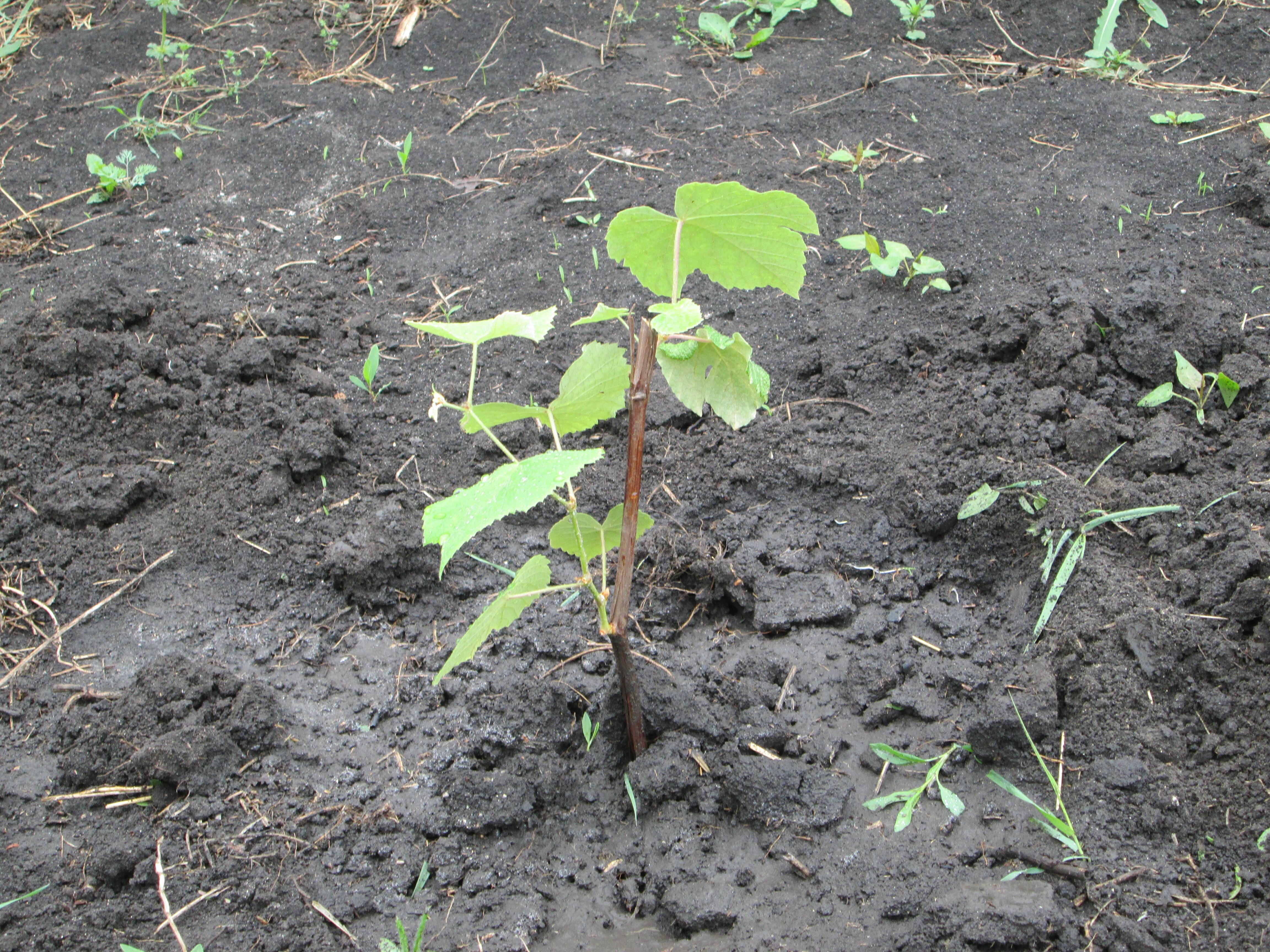 В ЧЕСТЬ ДНЯ ВЕЛИКОЙ ПОБЕДЫ