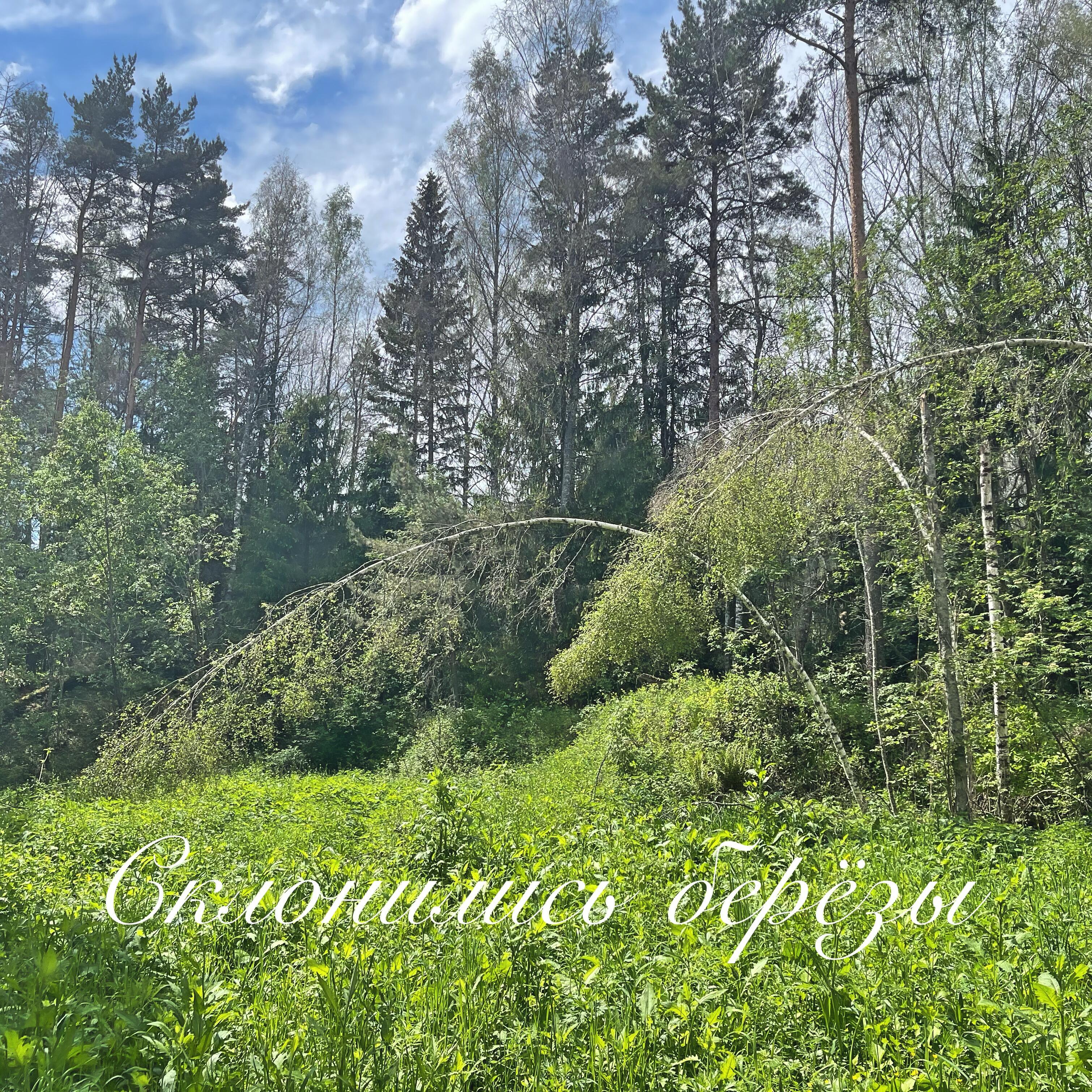 Склонились берёзы