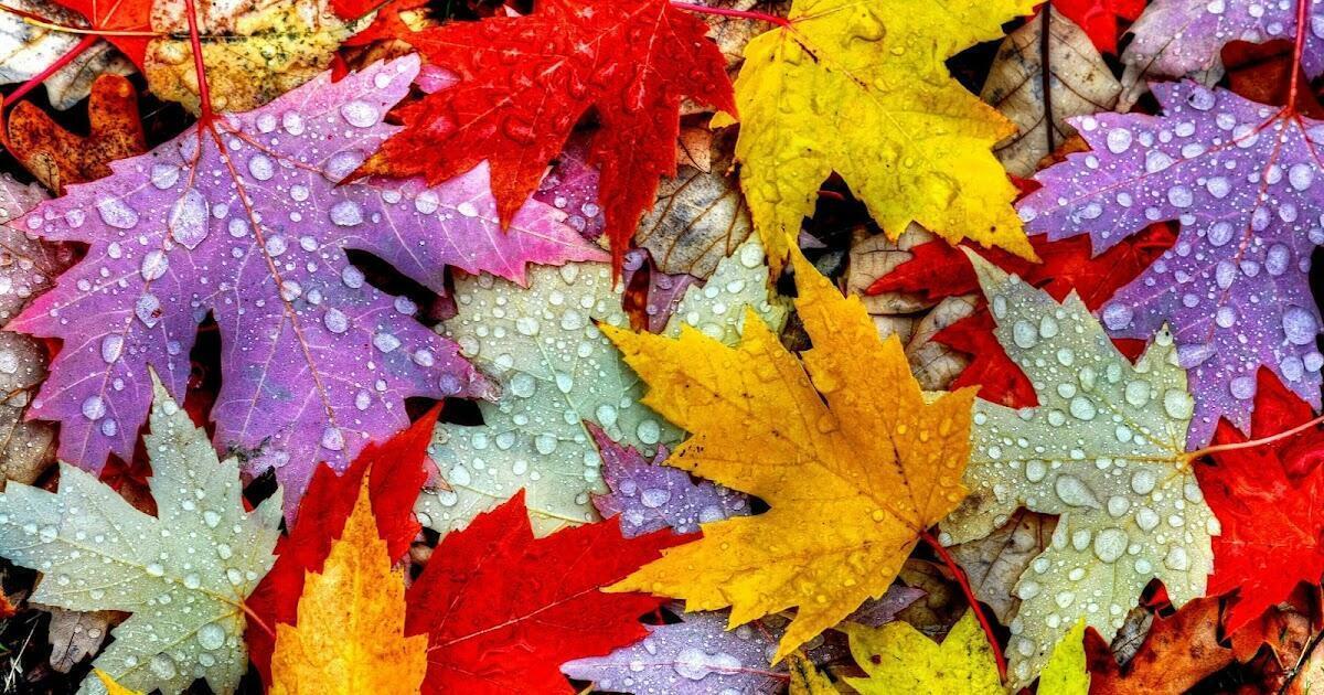 УНЯЛ ОКТЯБРЬ ПАЛИТРЫ ЦВЕТ