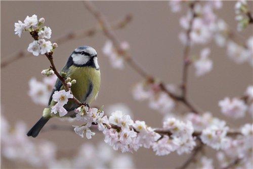 ВЕСНОНЬКО - ВЕСНА