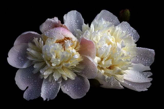 Гнев Гермионы