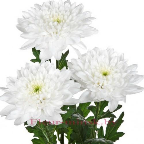 три хризантемы