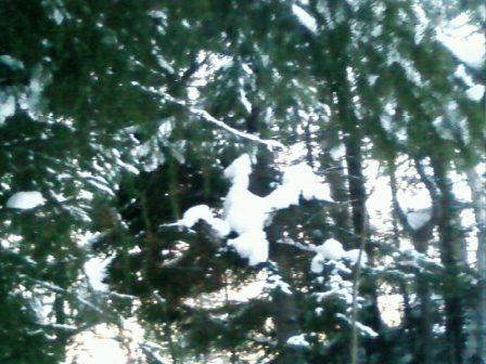 птица счастья...