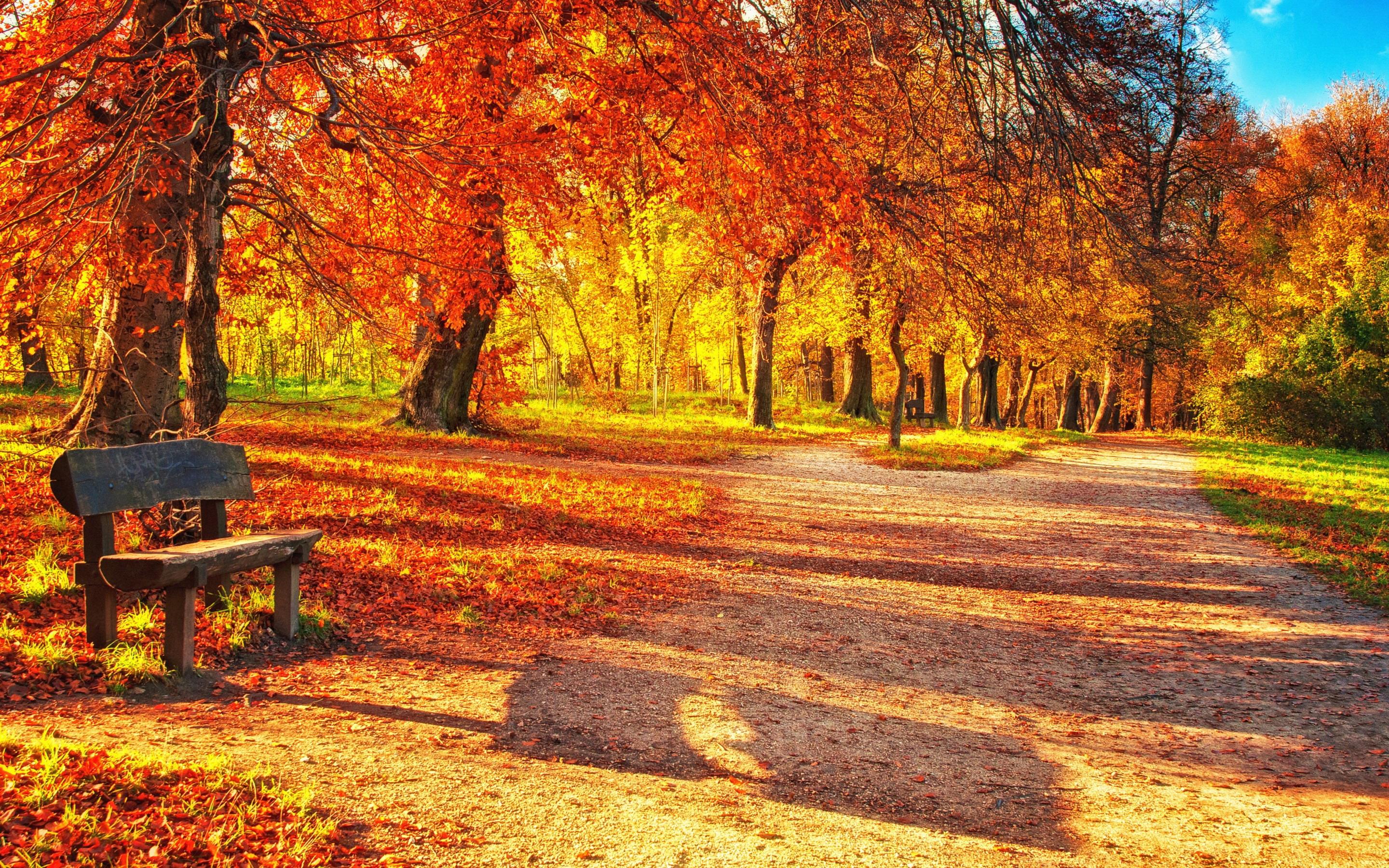 Жевріє й тане сонце в листопаді