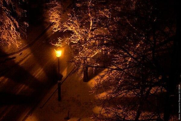 Старый клён