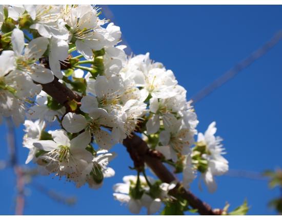 Вишенки - черешенки