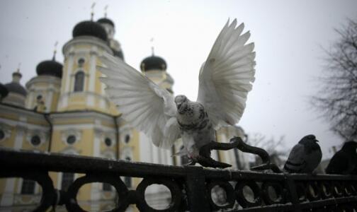 Голубке крылья дал, Господь...