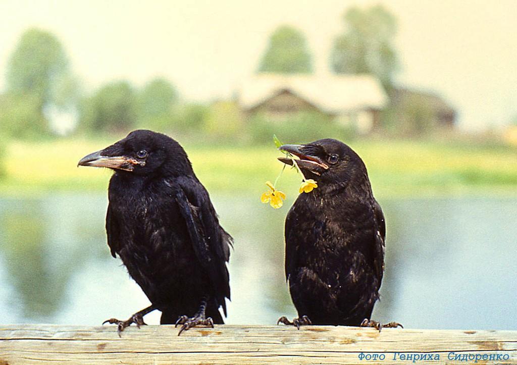 Марине Дубиковой   3.04.2014г.