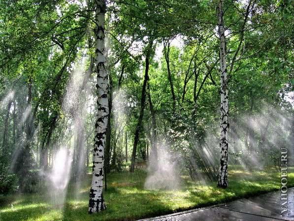 День парил.