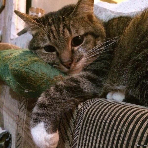 ЖИЗНЬ ДИКОГО КОТА