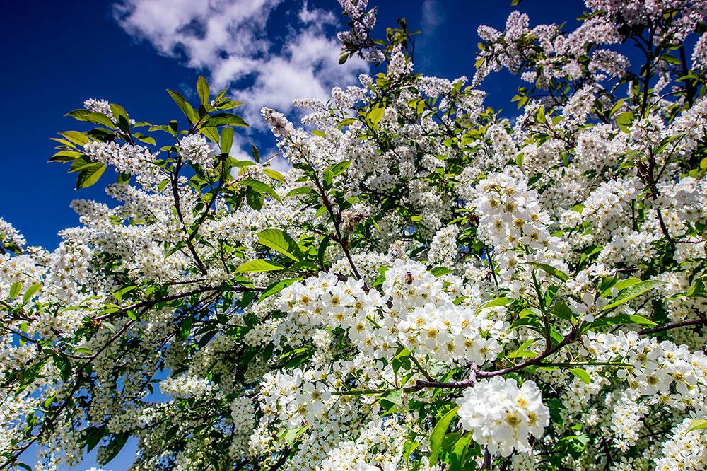 Черёмуховый дым