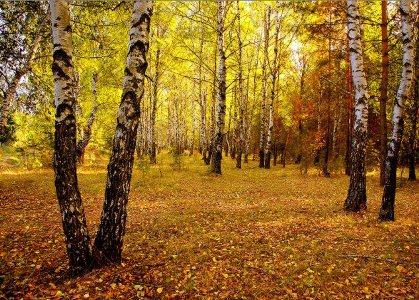 Берёзки, белые подружки.