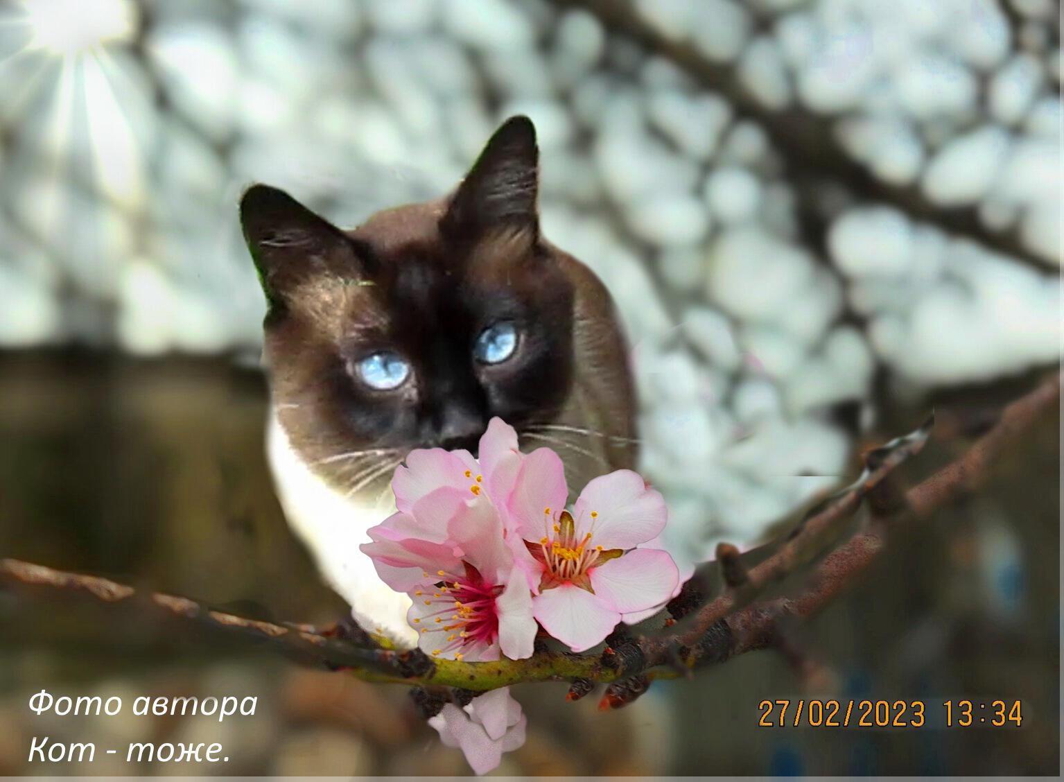 Кот гулял по февралю