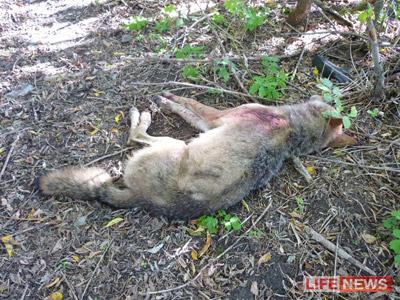 Смерть не бывает равнодушной