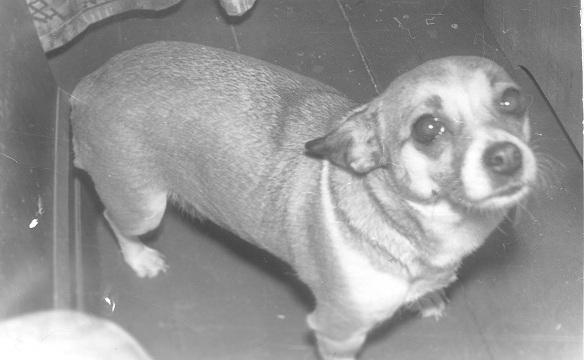 Про мою собаку Азу