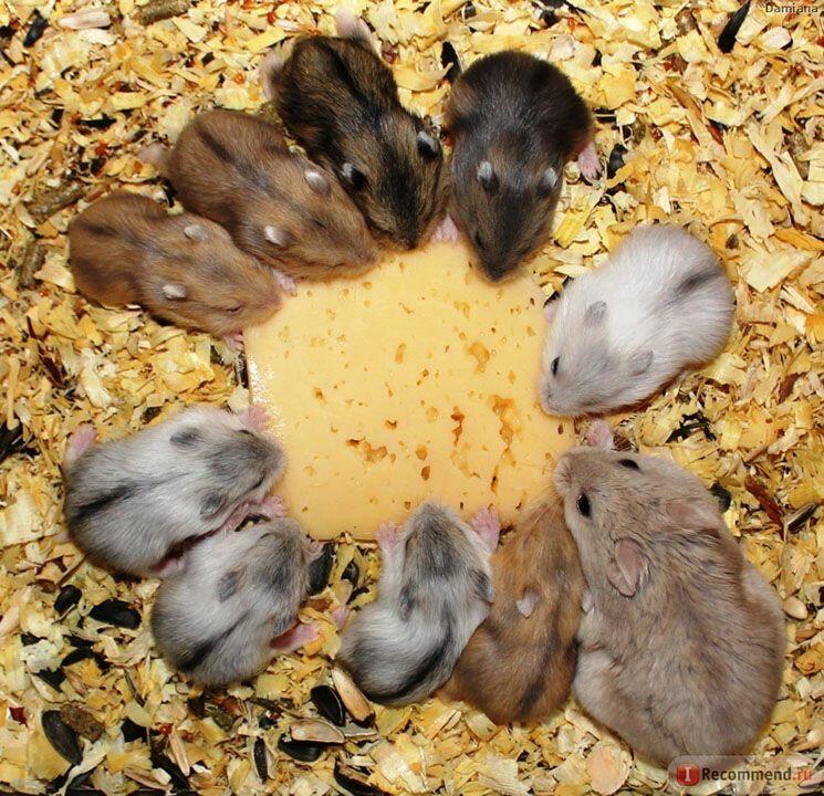 Дeнь xoмячка!