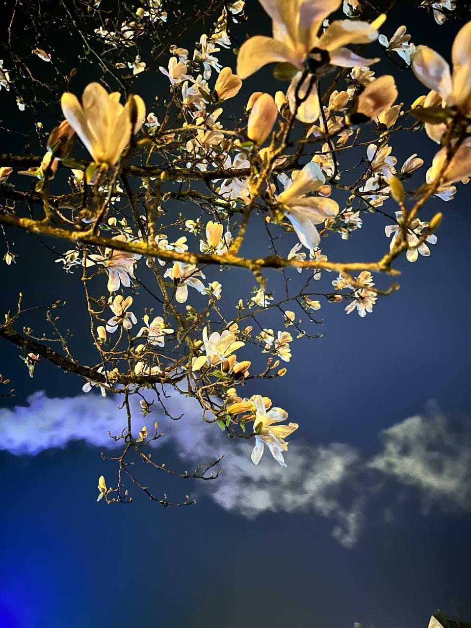 Имплантат и душа (Маня 35)